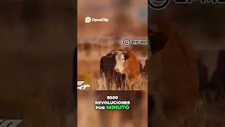 #CFMOTO #viral #motorcycle #tendencia #vida #motourbana #entretenimiento #2026 #shortvideo #450MT