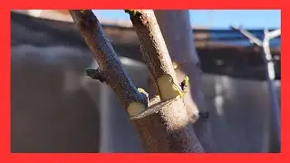 INJERTO DE MELOCOTONERO EN ALMENDRO
