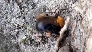 Tweekleurige zandbij (Andrena bicolor)