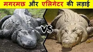 Crocodile Vs Alligator | Sarcosuchus और Deinosuchus के वंशज में कौन जीतेगा ?