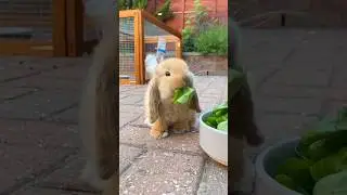 Conejo enano adorable comiendo lechuga 🥬 #shorts #animales #mascotas #roedores #lindo