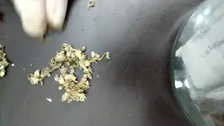 Gorilla Girl xl auto cross With Gorilla Cookies auto Fem Seeds