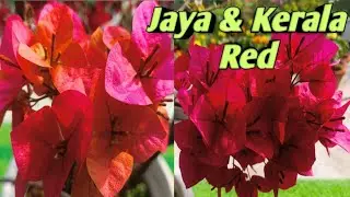 🆔 Jaya & Kerala Red 🧡❤️ #beauty_of_bougainvillea #bougainvillea #flowers #garden #greenrooftop ❤️🧡