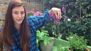 Speed dating with herbs: Wood Betony