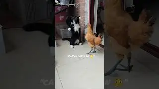 Cats vs Chicken&hellip; This Never Ends 😳🐔🐱#shorts #viral #subscribe