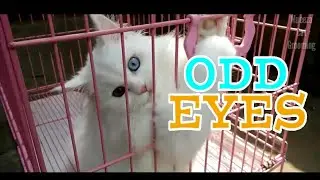 SENAM PAGI BERSAMA MILKY KUCING ODD EYES