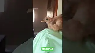 #cutepets #cat #ytshorts #fy #pets #gatos #love #like #viral #video #status #yt #reels #shorts #life