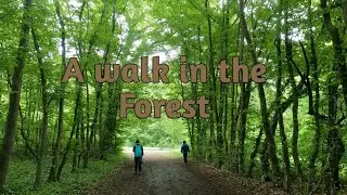 A walk in the Forest | Into the woods of Schwarzenbergpark Neuwaldegg |