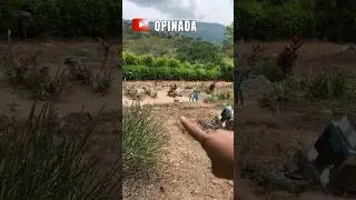 Hace la tarea en la tumba de su mam&aacute; | Clip | Opinada