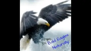 DC NEST 2.27.19  PART 1 - BALD EAGLE BEHAVIOR - LEARNING SERIES #20