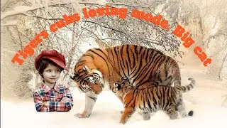 Big cat Lover | Tigers cubs loving mode, by nature 🌍2023