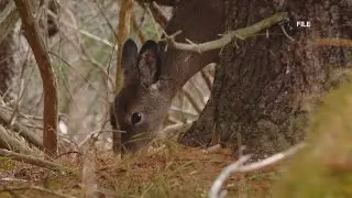 Fall hunting season begins in Maine