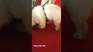 CHOW CHOW Petex Hitex Exibition Center Pets Show F.V.Link In Description.