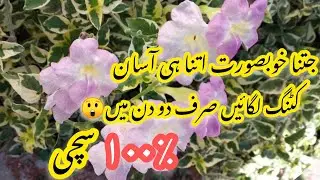 Grow Chinese voilet Plant From Cuttings/Best house plants grow very fast