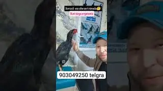 Dakan Xoroz Boqish Sirlari