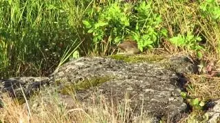 House Sparrows foraging in low vegetation