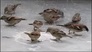 Save Sparrow, Save Environment
