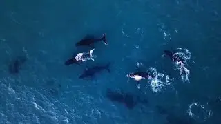 Going above and beyond for whale conservation