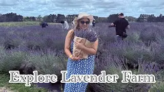 Lavender Farm in Auckland New Zealand | Explore New Zealand Nature beauty 