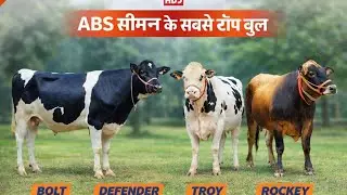 Imported ABS ke jersey Hf Bulls 2026 milk ricord 45+ अच्छी बल्ड लाइन #abs #semanbank