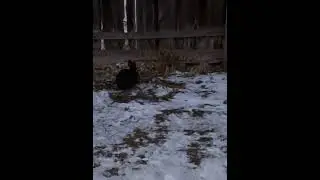 предновогодний гость🤗#Сибирь#Хакасия#