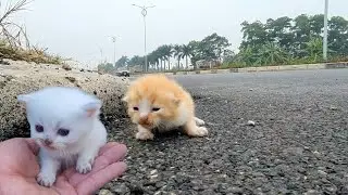 kittens meow in green space, cute and mischievous kittens after being rescued,