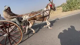 Bikaner horse race 🏇🔥👑|| Bikaner horse racing 2024🏇🎂👑🐎||