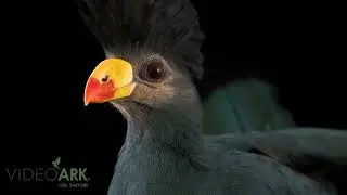 A female great blue turaco (Corythaeola cristata) named Bomba at the North Florida Wildlife Center.