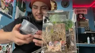 Pink Toe Tarantula (Avicularia avicularia) Rehousing + Feeding!