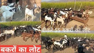 मुस्तफा मेवात गोट फार्म #9050024264 बीटल नस्ल के बकरों का लॉट