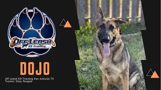 &ldquo;Dojo&rdquo; | Young German Shepherd Puppy | Amazing Training | Off Leash K9 San Antonio Texas