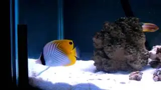 Auriga butterfly fish care