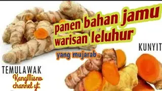 Kunir dan temu lawak jamu / herbal warisan leluhur 