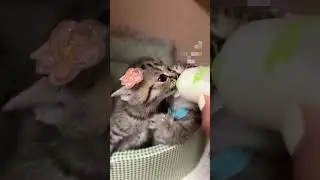 Самое смешное видео в интернете и спасенные животные!