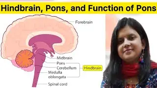 Hind Brain || Pons || Function of Pons || Centre in Pons