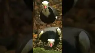 Majestic Long-toed Lapwing: Graceful Wader Bird