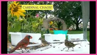 Cardinal chaos!  #Nature, #birdfeeder, #trailcameras, #cardinals  #Sparrow, #fledgling #bluebirds