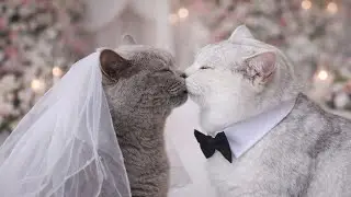 Another Year of Purr-fect Love 💕Wedding Anniversary