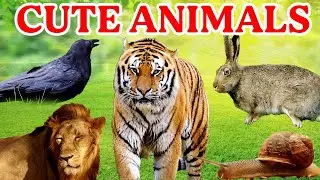 Cute Animals : Dog, Cat, Sheep, Cow, Chicken, Duck, Goat, Pig, Elephant, Tiger, Lion, Eagle, Part 19