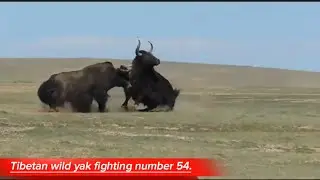 Tibetan wild yak fighting number 54.