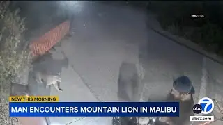 Mountain lion strolls past man in up-close encounter in Malibu, video shows