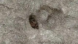 Museum Beetle Runs On Maze Carpet
