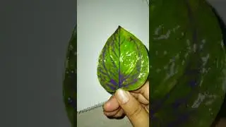 Beautiful leaf border design