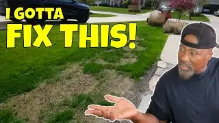Spring Lawn Damage Repair | Bare Spots and Dead Grass Areas