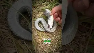 🐍King Cobra VS Black Mamba Fight #snakevideo #snakes #blackmamba #shortsvideo