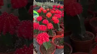 Mooncactua /cactuslovers /mooncactus