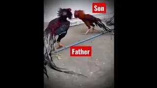 aseel murga parrot beak fight #viral #short #youtubeshorts