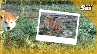 #ShibaSai | Sa&iuml; & the Tiny Crab: A very suspicious rock | Relaxing Shiba Life in France