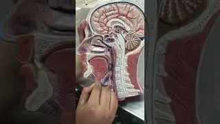 Ospe of head and neck