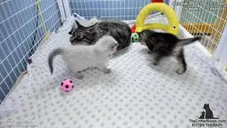 Fantastical Kittens - ChickenWhale Versatility